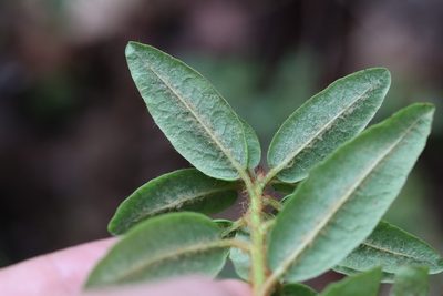 Rhododendron tolmachevii, photographed by Nina Filippova