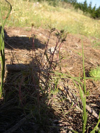 Wahlenbergia exilis, photographed by Tony Rebelo