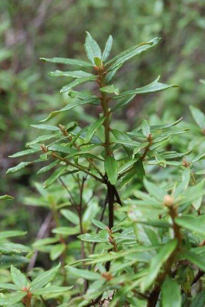 Rhododendron tolmachevii, photographed by Nina Filippova