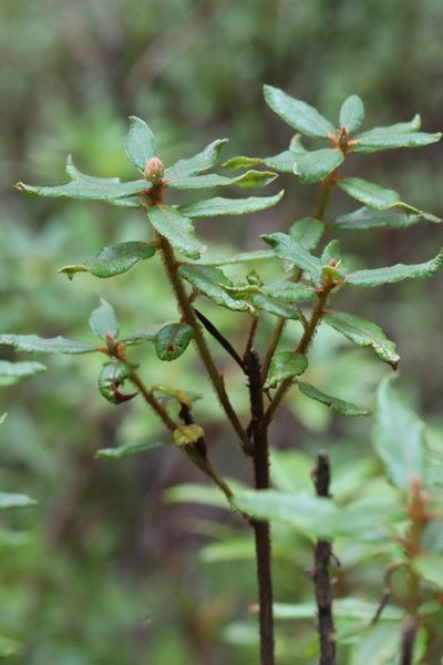 Rhododendron tolmachevii, photographed by Nina Filippova