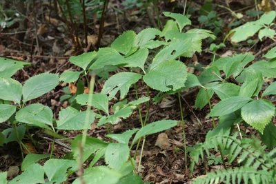 Chloranthus quadrifolius, photographed by Nina Filippova