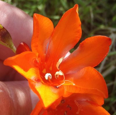 Tritonia crocata, photographed by Nicola van Berkel