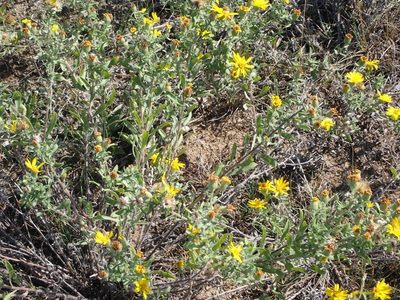 Chrysopsis villosa, photographed by Mary Krieger
