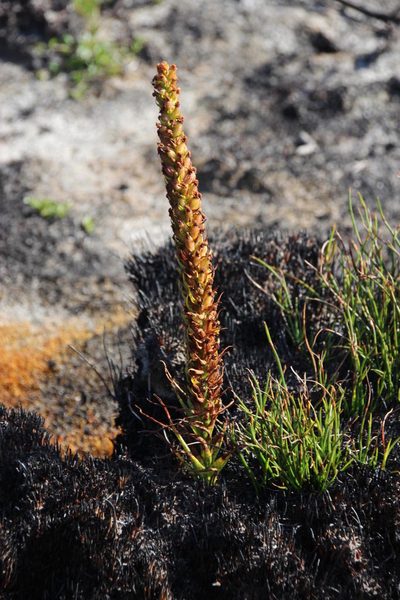 Disa densiflora, photographed by Tony Rebelo