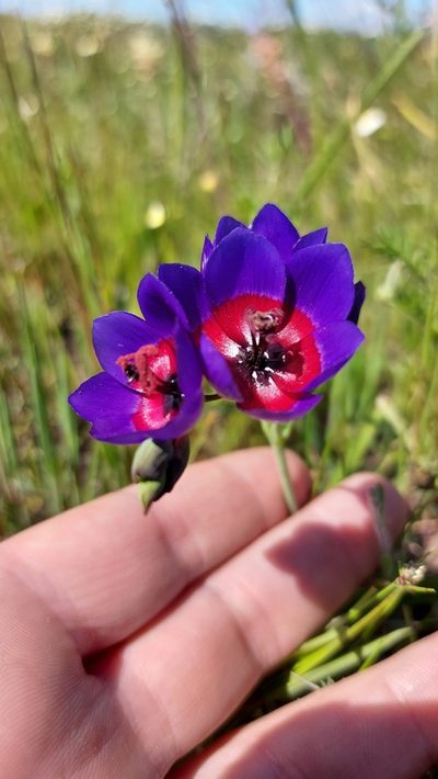 Geissorhiza mathewsii, photographed by Jacques van der Merwe