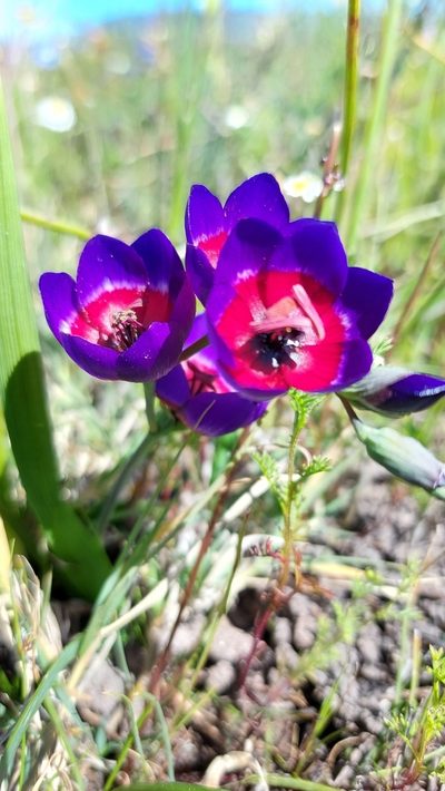 Geissorhiza mathewsii, photographed by Jacques van der Merwe