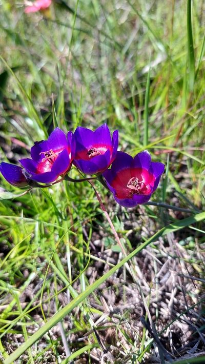 Geissorhiza mathewsii, photographed by Jacques van der Merwe
