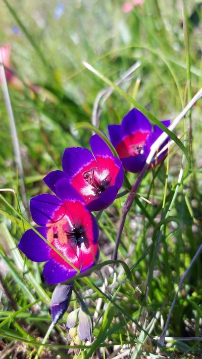 Geissorhiza mathewsii, photographed by Jacques van der Merwe
