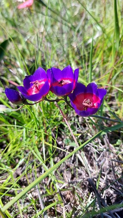 Geissorhiza mathewsii, photographed by Jacques van der Merwe