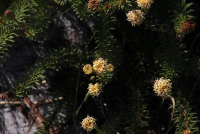 Senecio triqueter, photographed by Tony Rebelo