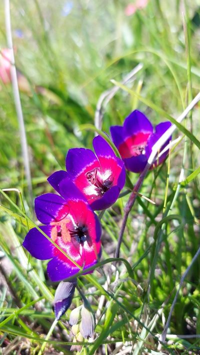 Geissorhiza mathewsii, photographed by Jacques van der Merwe