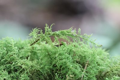 Bryonoguchia molkenboeri, photographed by Nina Filippova