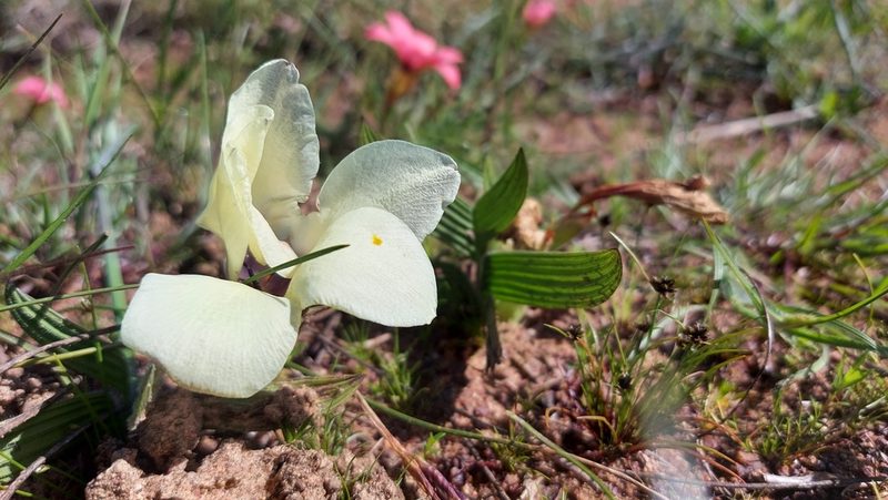 Babiana pygmaea, photographed by Jacques van der Merwe