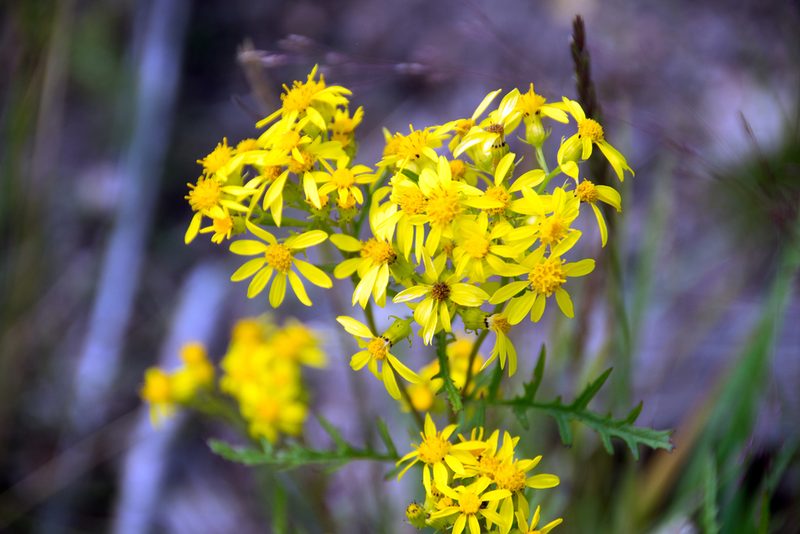 Senecio eremophilus, photographed by Paul Asman
