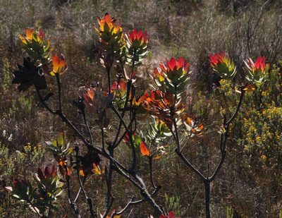 Leucadendron barkerae, photographed by Tony Rebelo