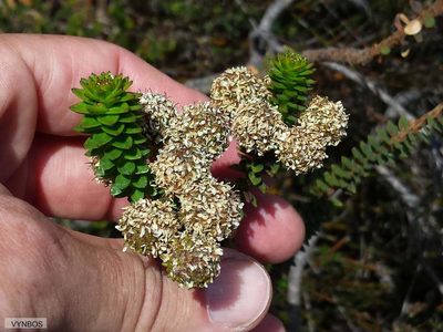 Berzelia cordifolia, photographed by Chris Vynbos