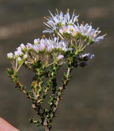 Agathosma crassifolia, photographed by Tony Rebelo