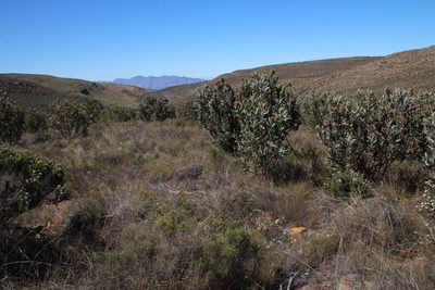Agathosma crassifolia, photographed by Tony Rebelo