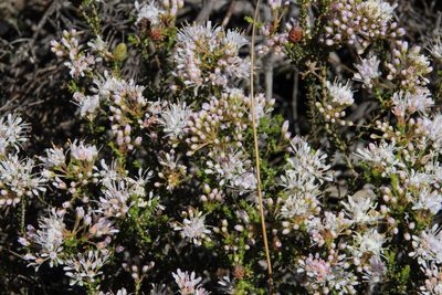 Agathosma crassifolia, photographed by Tony Rebelo
