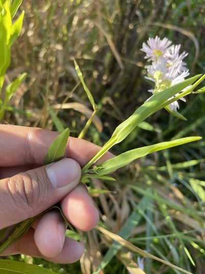 Boltonia decurrens, photographed by Brandon Corder
