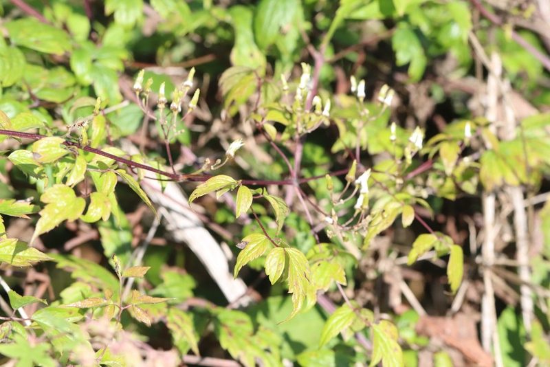 Clematis brevicaudata, photographed by Nina Filippova
