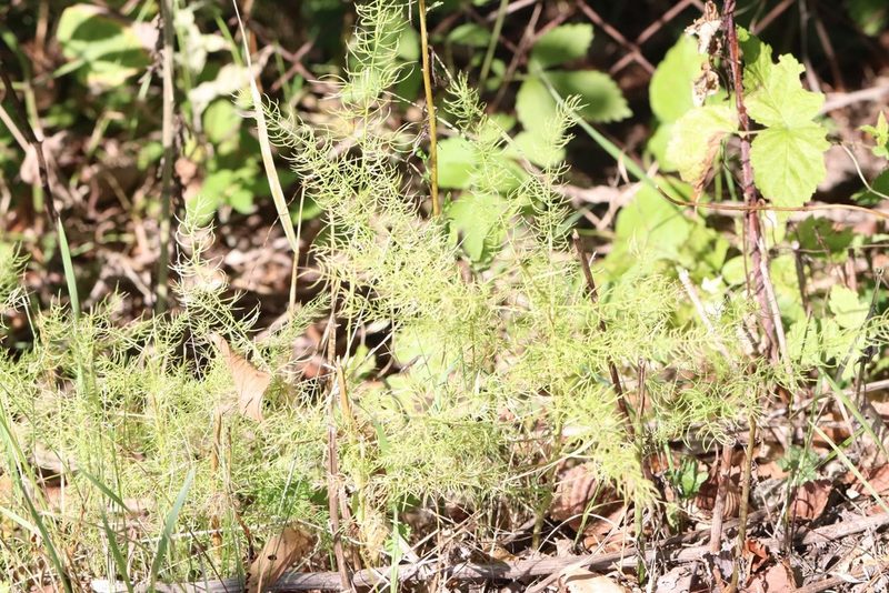 Asparagus schoberioides, photographed by Nina Filippova