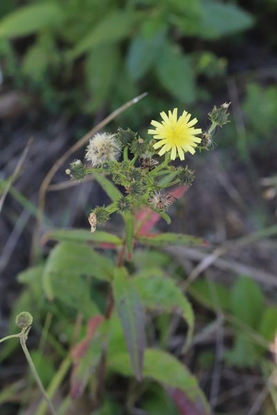 Picris davurica, photographed by Nina Filippova