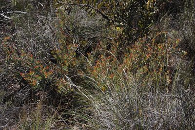 Protea sulphurea, photographed by Tony Rebelo