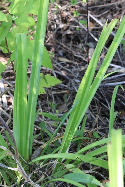 Hemerocallis middendorffii, photographed by Nina Filippova