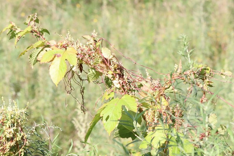 Cuscuta japonica, photographed by Nina Filippova