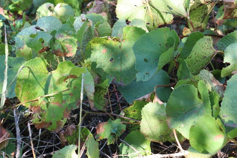 Vitis amurensis, photographed by Nina Filippova