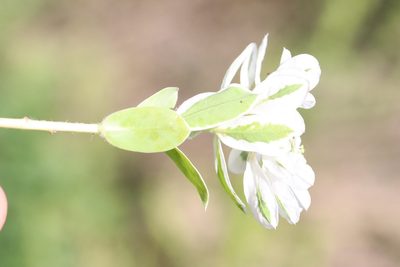 Euphorbia marginata, photographed by Nina Filippova