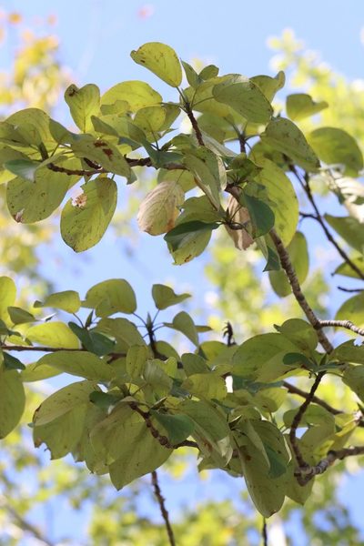 Populus suaveolens, photographed by Nina Filippova