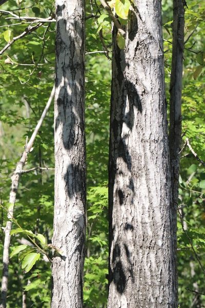Populus suaveolens, photographed by Nina Filippova