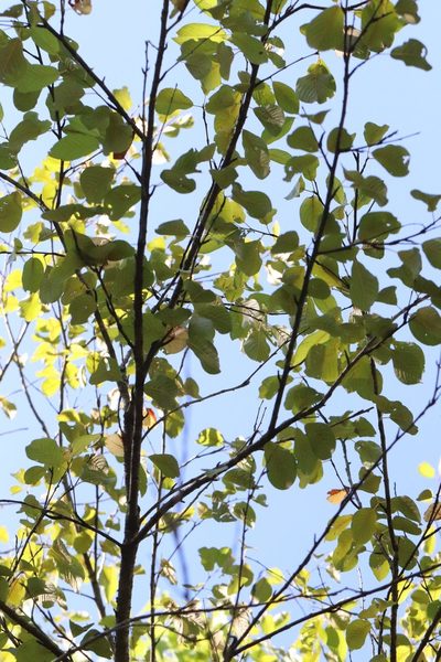 Prunus maackii, photographed by Nina Filippova