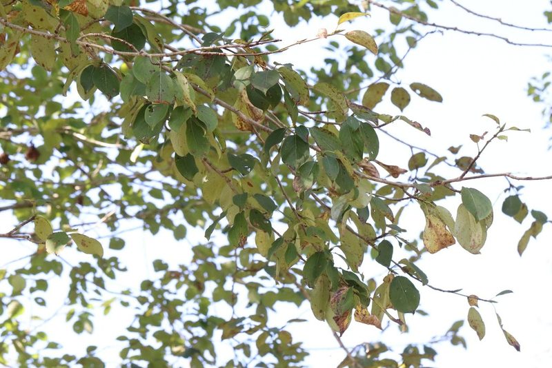 Populus suaveolens, photographed by Nina Filippova