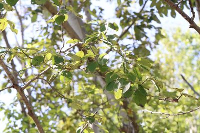 Populus suaveolens, photographed by Nina Filippova