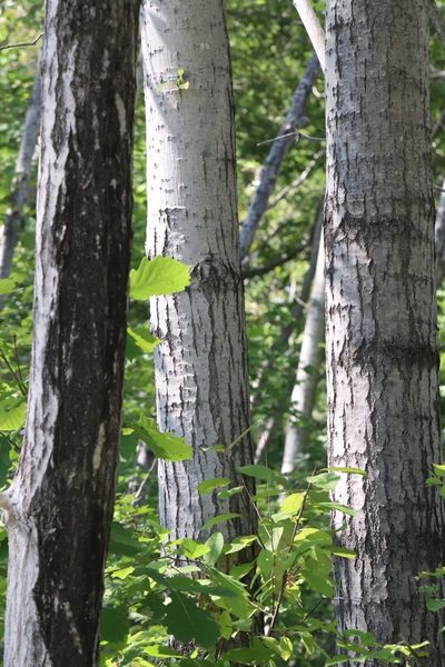 Populus suaveolens, photographed by Nina Filippova