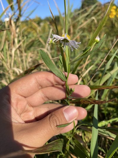 Boltonia asteroides, photographed by Brandon Corder