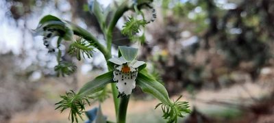 Bipinnula fimbriata, photographed by Orlando Fuenzalida