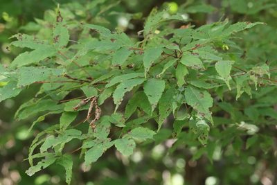 Acer mandshuricum, photographed by Nina Filippova