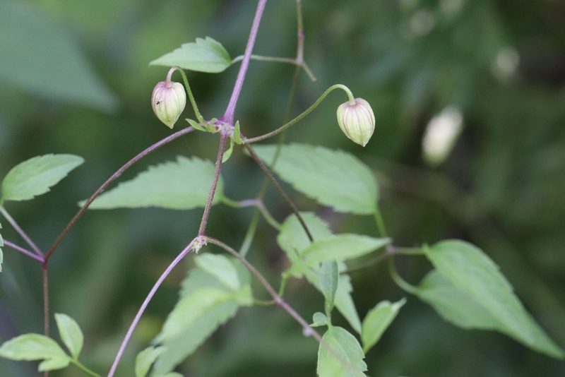 Clematis serratifolia, photographed by Nina Filippova
