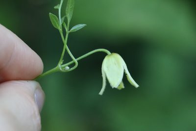 Clematis serratifolia, photographed by Nina Filippova