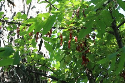 Schisandra chinensis, photographed by Nina Filippova