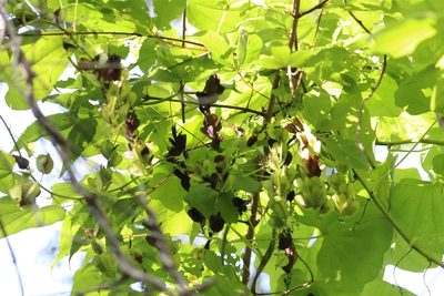 Dioscorea nipponica, photographed by Nina Filippova