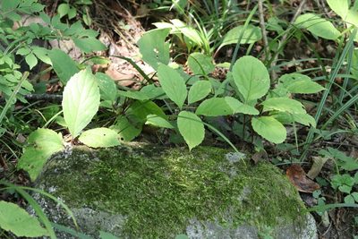 Schisandra chinensis, photographed by Nina Filippova
