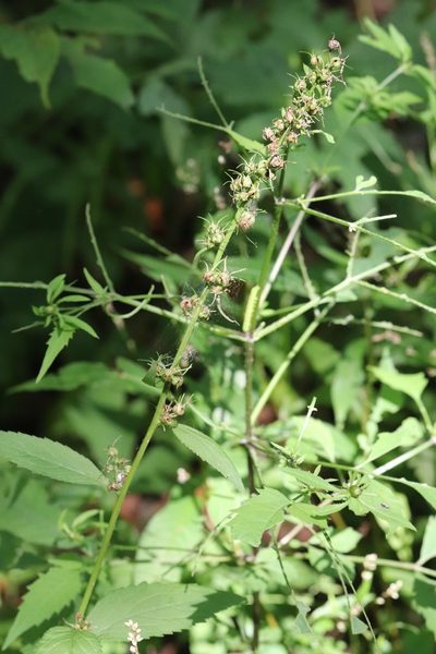 Asyneuma japonicum, photographed by Nina Filippova
