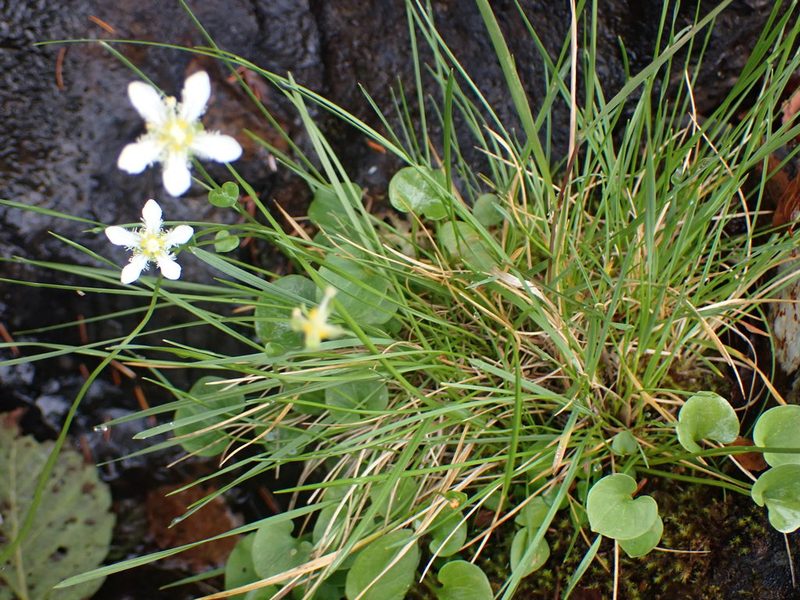 Parnassia fimbriata, photographed by Randal