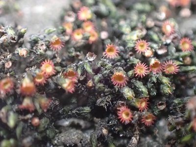 Schistidium rivulare, photographed by Randal