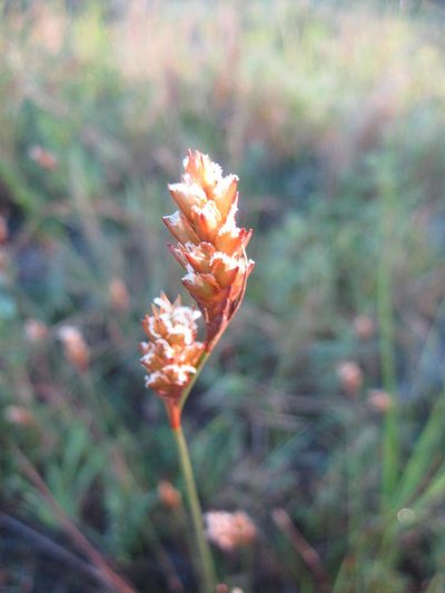 Restio quinquefarius, photographed by Caroline Voget